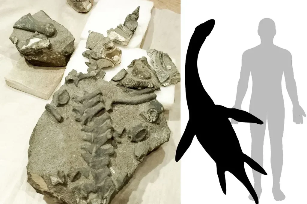 Registran por primera vez en Chile fósil de plesiosaurio de 170 millones de años en Calama: Hallazgo cuestiona origen europeo
