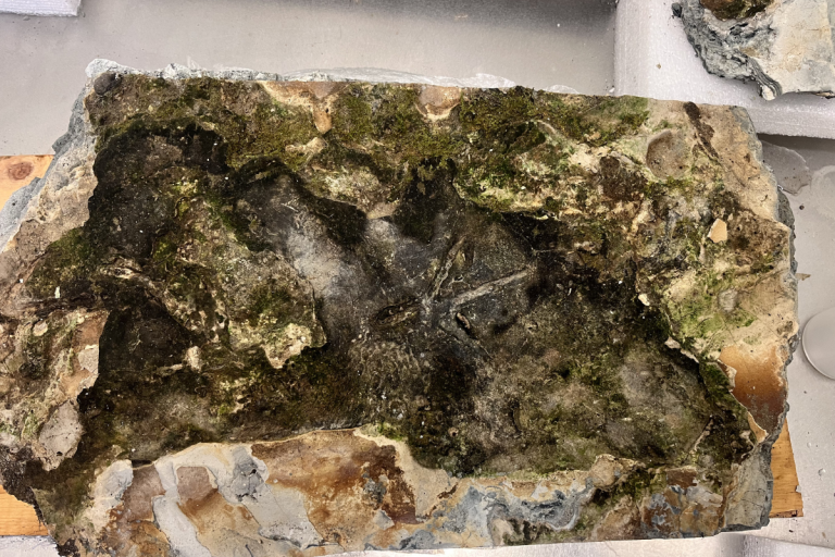 Descubren en Pilauco huellas de aves de más de 100 mil años
