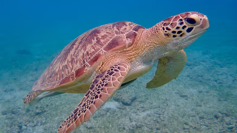 Paleontólogos chilenos descubren fósiles de tortugas marinas de más de 30 millones de años en Algarrobo
