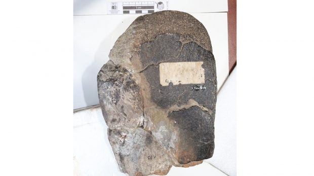 Fin al misterio: los paleontólogos confirman por fin la presencia de dinosaurios terrestres y aves cretácicas en la costa de Chile
