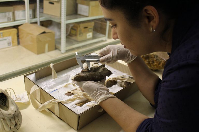 Mujeres en la paleontología chilena: estudio revela brechas actuales e invisibilización de las pioneras