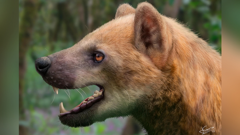 Científicos descubrieron a un «perro oso» que vivió hace 16 millones de años